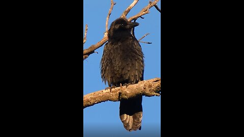 Common Raven 🐦Morning Preen