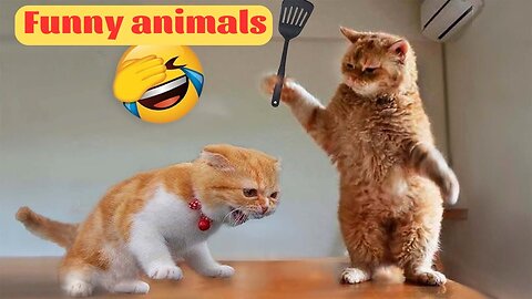 New Funny Animals - Funniest Cats and Dogs Videos - Part 6