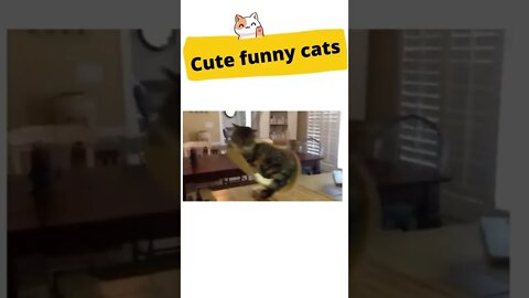 😊🐱Cute funny cat videos 🐱2022 | best animal videos