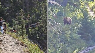 Intrigued Grizzly Stalks Hikers In Canada