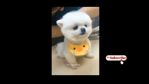 Cute Dogs Funny Dogs | The most crazy and funniest dogs