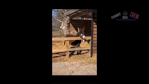 You will love this gorgeous acrobatic donkey….