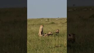 Maasai Mara Sightings Today 08/03/22 (Lions, Cheetah, etc) | Zebra Plains | #shorts