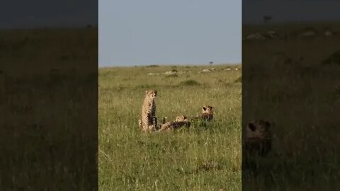 Maasai Mara Sightings Today 08/03/22 (Lions, Cheetah, etc) | Zebra Plains | #shorts
