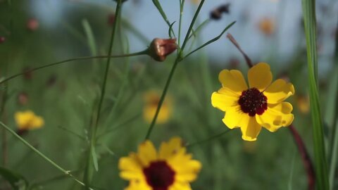 Flowers in a field || Sony A6000 + Zhiyun Crane M2