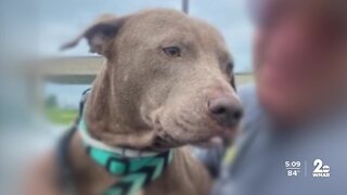 Stolen dog found in Dundalk gets private flight home to NC