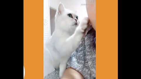 Cute cat wants attention