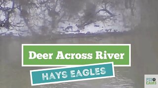 Hays Eagles nest deer across the Monongahela River 2022 01 20 1143AM