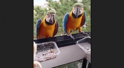 Good Morning Parrots, Come Get Your Seeds & Banana