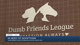 Dumb Friends League In Need of Adoptions