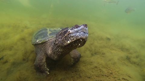 Huge snapping turtle comes when beckoned