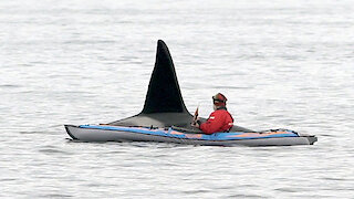 Extremely close orca encounter for kayaker in Northern Norway