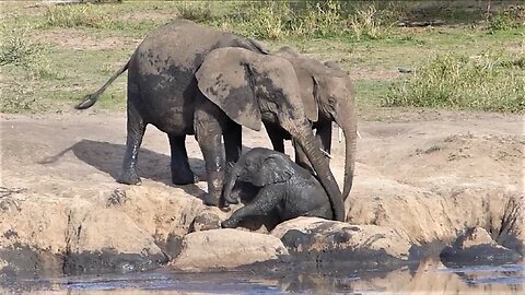 Elephant mother rescue baby from mud wallow
