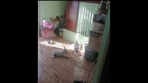 Funny Video of Adorable Pups Trying to Look Innocent After Making a Huge Mess in the Kitchen