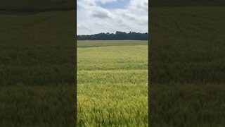 Wind moving through the wheat