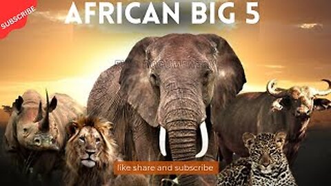 African Big five safari__अफ्रीका के पांच सबसे बड़े जानवर।Lion_ Elephant_Cape buffalo_rhinos_Leopard