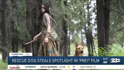 Pup in Georgia goes from animal shelter to movie star