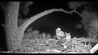 Mom Returns With the Same Water Bird 🦉 4/8/22 23:58