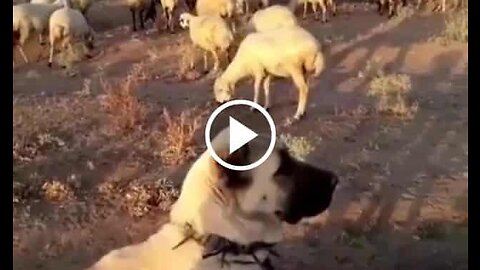 sHEPherd Dogs Mission