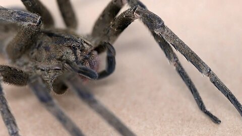 The spiders treating erectile dysfunction