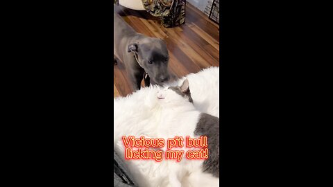 People say pit bulls are vicious and dangerous.. cat vs dog