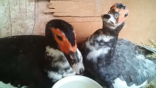 2 Muscovy Ducks drinking, ducklings staying under their mother ducks. 16th March 2021 ( Video 5 )