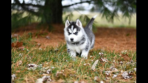 Baby Husky