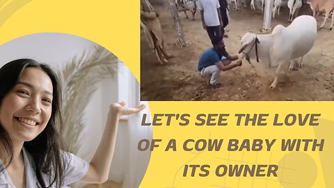 Let's see the love of a cow baby with its owner