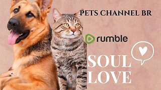 SOUL LOVE - PETS CHANNEL BR