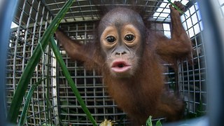 Cute Baby Orangutan And Mother Released After Rescue