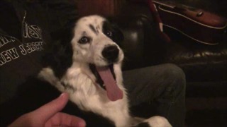 Dog Gets Hysterical When Owner Tries To Steal Her Tongue