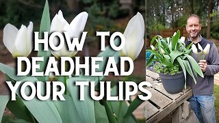 🌷🌷 How to Deadhead Your Tulips 🌷🌷 #Shorts