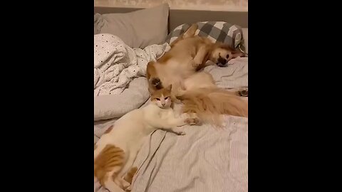 # funny dog and cat # funny animal vedio