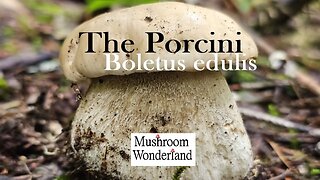 Porcini Mushrooms- Boletus edulis Forage and Cook