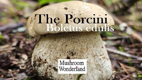 Porcini Mushrooms- Boletus edulis Forage and Cook