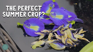 Add Color and Health to Your Garden with Blue Butterfly Pea