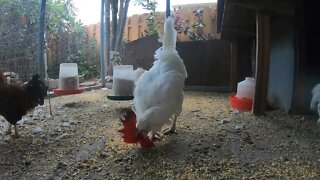 Backyard Chickens Early Morning Relaxing Video Sounds Noises Hens Clucking Roosters Crowing!