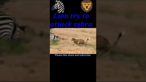 Lion try to attack zebra 🦓2022,#shorts #shortvideo #youtubeshorts