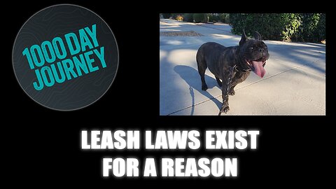 1000 Day Journey 0356 Leash Laws Exist for a Reason