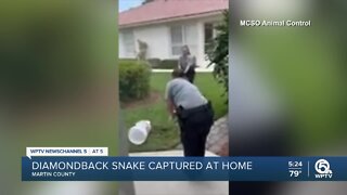 Diamondback rattlesnake removed from resident's front door
