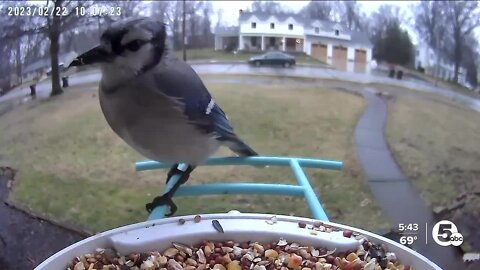 Birding soars in popularity; wave of migratory birds set to arrive in Northeast Ohio