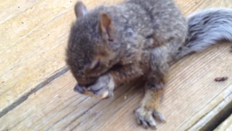 Lost And Hungry Baby Squirrel Enjoys The Taste Of Walnut