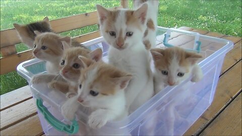Boxed In Cuteness Adorable Kittens Find Joy in Boxes Galore! 📦😻