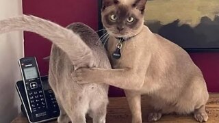 🐈 Laughter and Sin!😺 A compilation of funny cats for a good mood! 😺