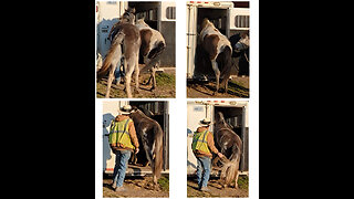 Two horses - send in and tail tug out - 28 March 2024