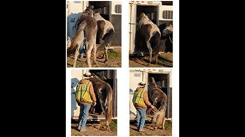 Two horses - send in and tail tug out - 28 March 2024