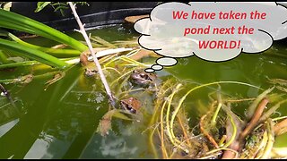 Frogs invad Natural Wildlife pond