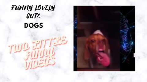 FUNNY CUTE LOVELY DOGS 2 LITTLE CUTE VIDEOS