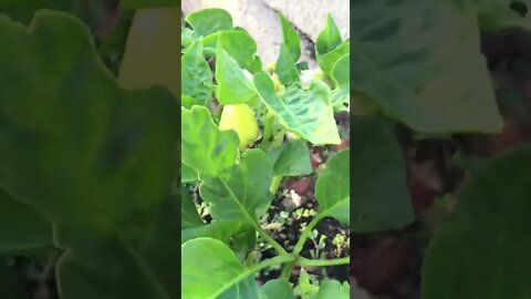 Squash plant 3rd month Bell pepper plant 4th month