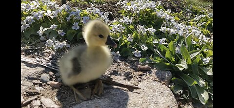 Gardening With A Gosling May 2024